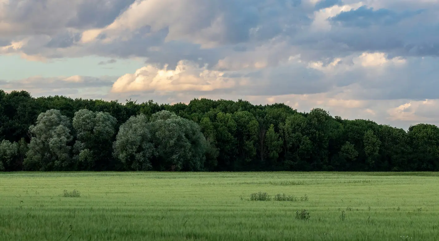 Ein weites grünes Feld erstreckt sich bis zu einer dichten Baumgrenze unter dramatischen, sonnenbeschienenen Wolken am Himmel.