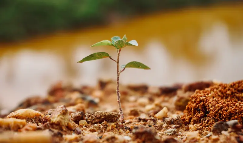Primer plano de una diminuta plántula verde que brota de un suelo rocoso de color marrón rojizo, con un fondo ligeramente desenfocado.