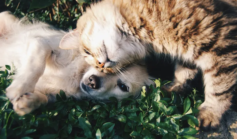Eine flauschige getigerte Katze kuschelt sich an einen kleinen weißen Hund, der im Gras liegt; ihre Gesichter sind eng aneinander gedrückt.