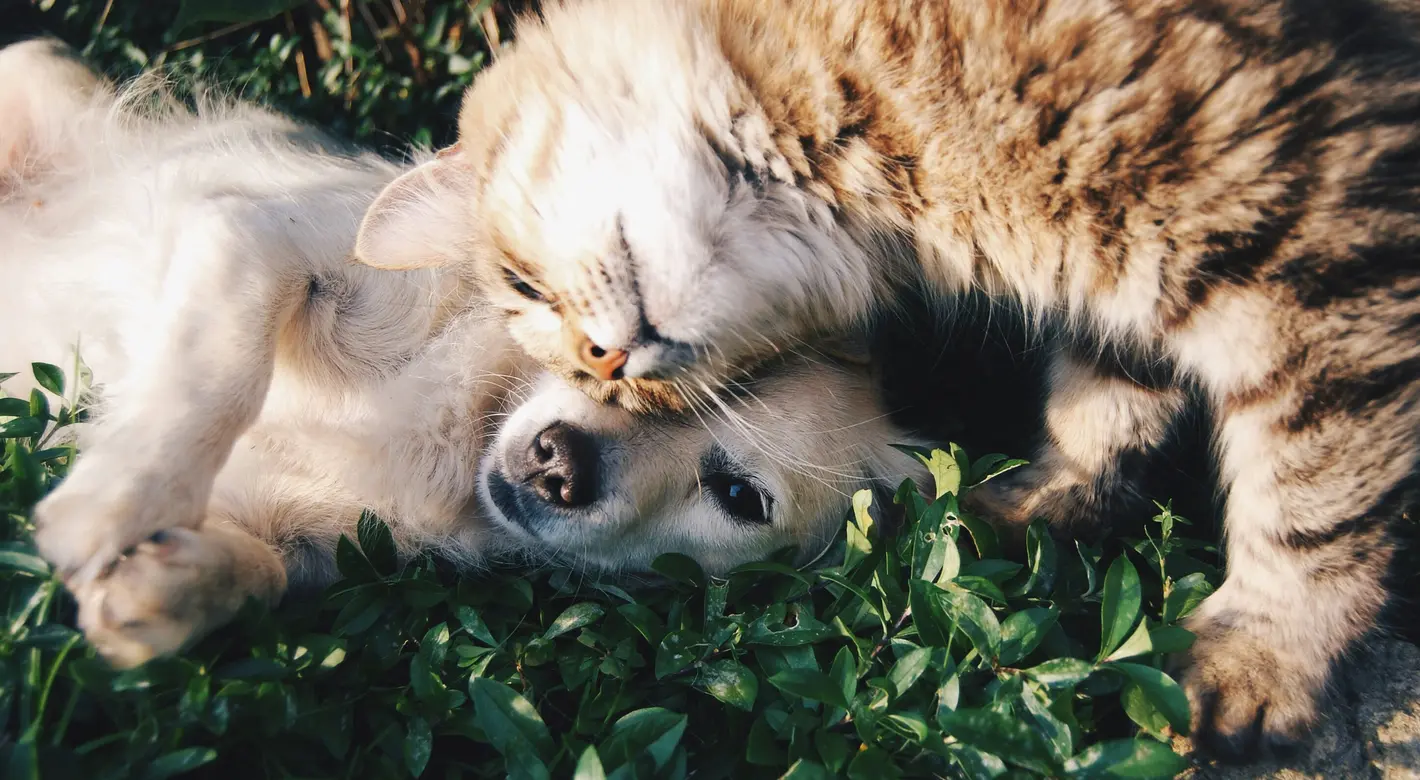 Eine flauschige getigerte Katze kuschelt sich an einen kleinen weißen Hund, der im Gras liegt; ihre Gesichter sind eng aneinander gedrückt.