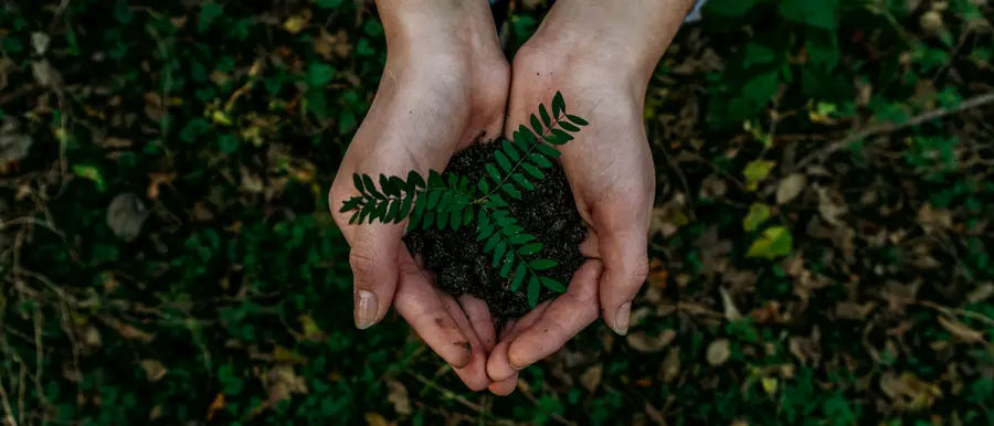 Hands gently cupping soil with a small green seedling growing, symbolizing care for nature and new life.