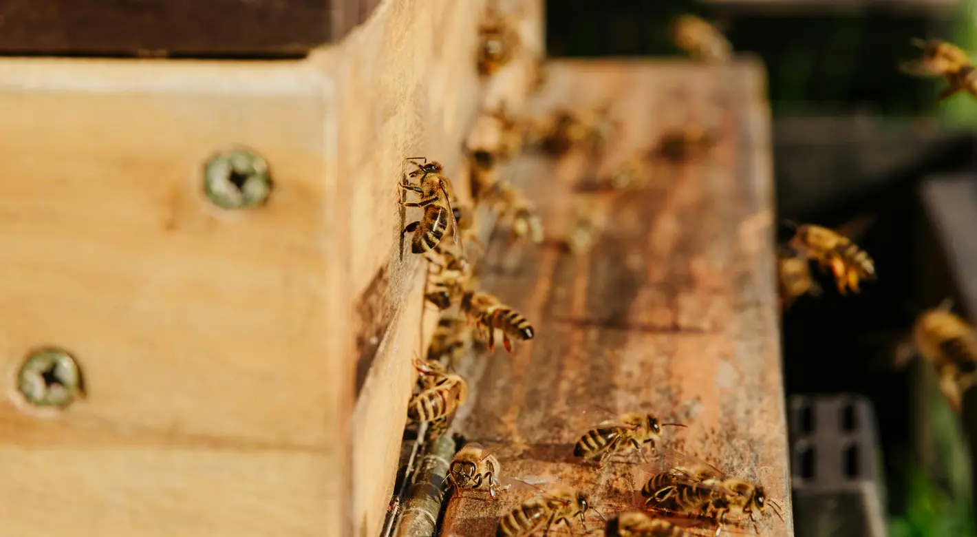 Nahaufnahme von Honigbienen, die im warmen Sonnenlicht am hölzernen Eingang eines Bienenstocks herumkrabbeln und herumfliegen.