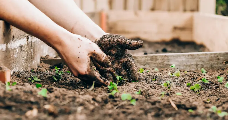 Close-up of two muddy hands planting small green seedlings in dark soil in a garden bed.